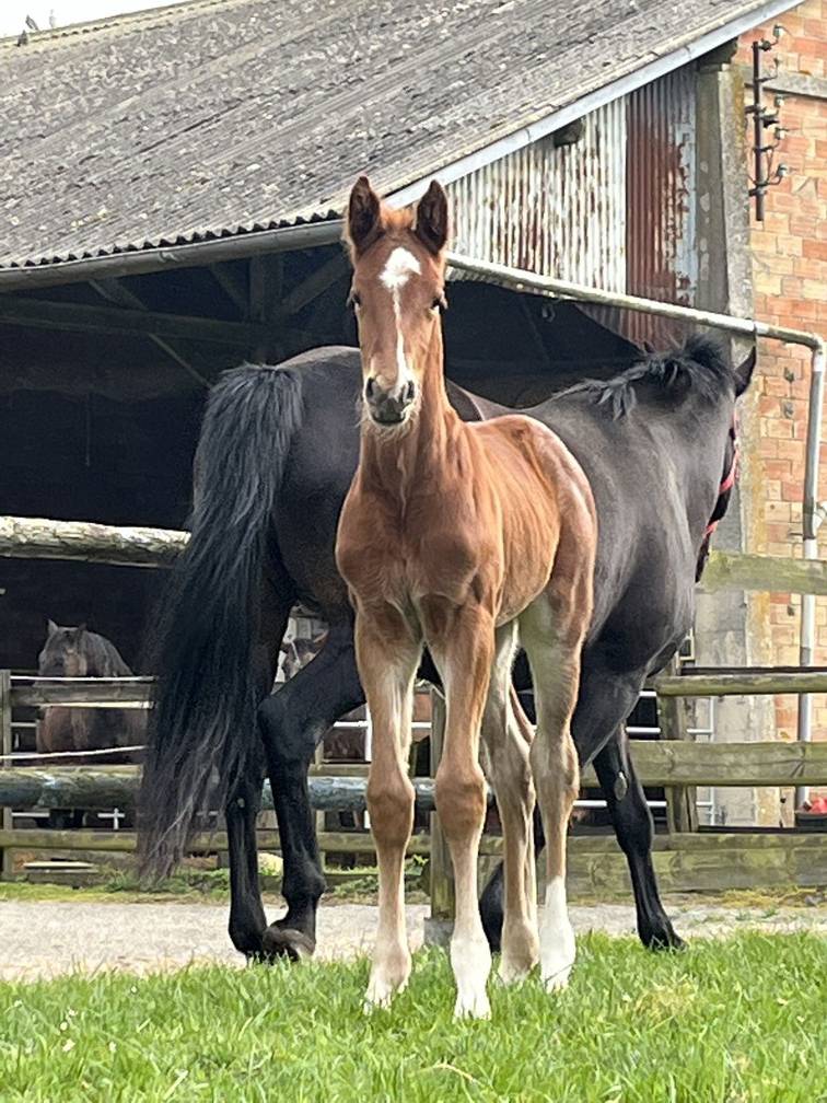 Centre équestre de la Ferté-Sous-Jouarre (2)