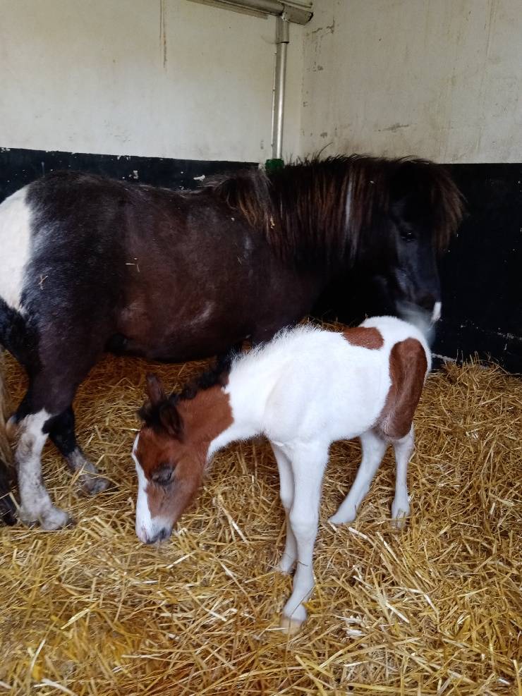 Centre équestre de la Ferté-Sous-Jouarre (9)